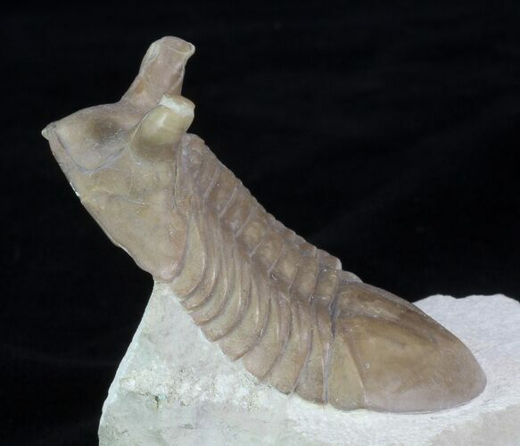 Asaphus Punctatus Trilobite - Exposted Hypostome #89054